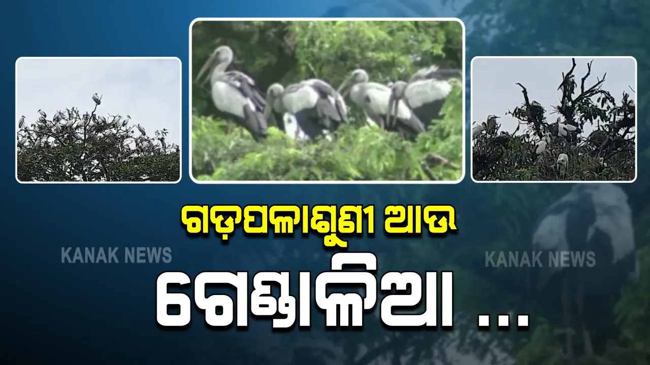  ଚାଷ ସମୟ ଆସିଲେ ଆସନ୍ତି ଏବଂ ଚାଷ ସରିବାର ବେଳ ଆସିଲେ ଫେରିଯାନ୍ତି : ଗଡପଳାଶୁଣି ଗାଁରେ ପକ୍ଷୀ ଓ ଗ୍ରାମବାସୀଙ୍କ ମଧ୍ୟରେ ଯୋଡ଼ି ଦେଇଛି ଏକ ନିଆରା ଭାବ