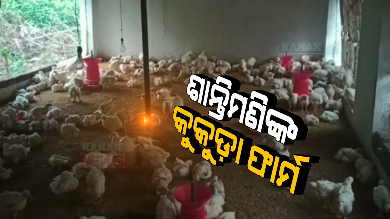  କୁକୁଡା ଫାର୍ମ କରି ସ୍ୱାବଲମ୍ବୀ ହୋଇଛନ୍ତି ମହିଳା । କୋରାପୁଟ ତେନ୍ତୁଳିପଦରର ଶାନ୍ତିମଣିଙ୍କ କୁକୁଡ଼ା ଫାର୍ମକୁ ନେଇ ଚର୍ଚ୍ଚା, ଫାର୍ମରେ ୮ ଶହ କୁକୁଡ଼ା ରଖି ଆଗକୁ ବଢ଼ାଉଛନ୍ତି ବେପାର ।