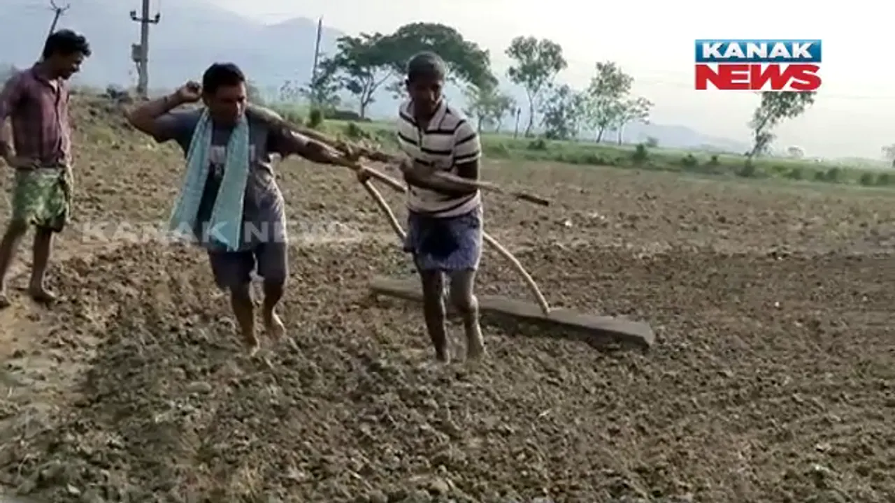  ବଳଦ ସ୍ଥାନରେ ମଣିଷ କାନ୍ଧରେ ପଡ଼ିଲା ଜୁଆଳି । ବଳଦ ନାହିଁ କି ଟ୍ରକ୍ଟରରେ ହଳ କରିବାକୁ ପାଖରେ ନାହିଁ ପଇସା । କାନ୍ଧରେ ଟାଣି ହଳ କରୁଛନ୍ତି ଦୁଇ ଚାଷୀ