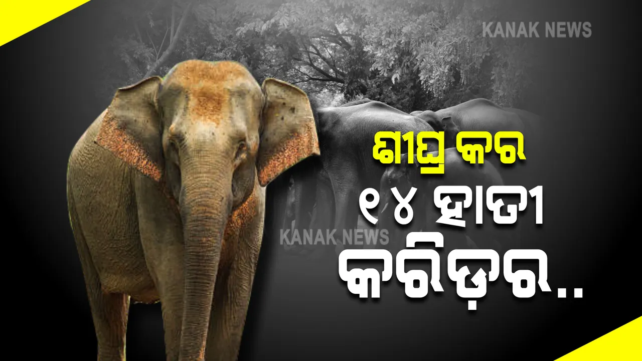  ଦୁଇ ମାସରେ କର ୧୪ ହାତୀ କରିଡ଼ର : ରାଜ୍ୟ ସରକାରଙ୍କୁ ନ୍ୟାସନାଲ ଗ୍ରୀନ ଟ୍ରିବୁନାଲର ନିର୍ଦ୍ଦେଶ