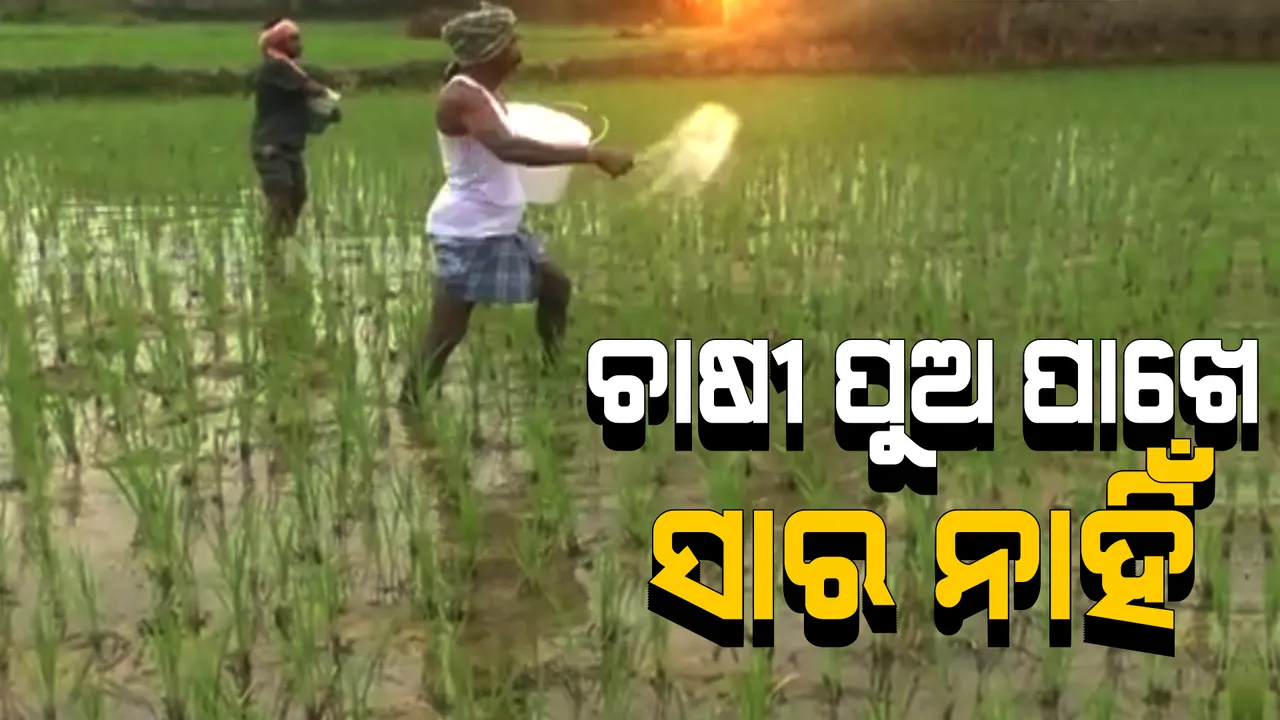  ଚାଷୀର ଚିନ୍ତା ବଢାଇଲାଣି ସାର ସଙ୍କଟ । ଲୁଟୁଛନ୍ତି ଅସାଧୁ ବ୍ୟବସାୟୀ, ଶୁଣୁନି ପ୍ରଶାସନ  । 
