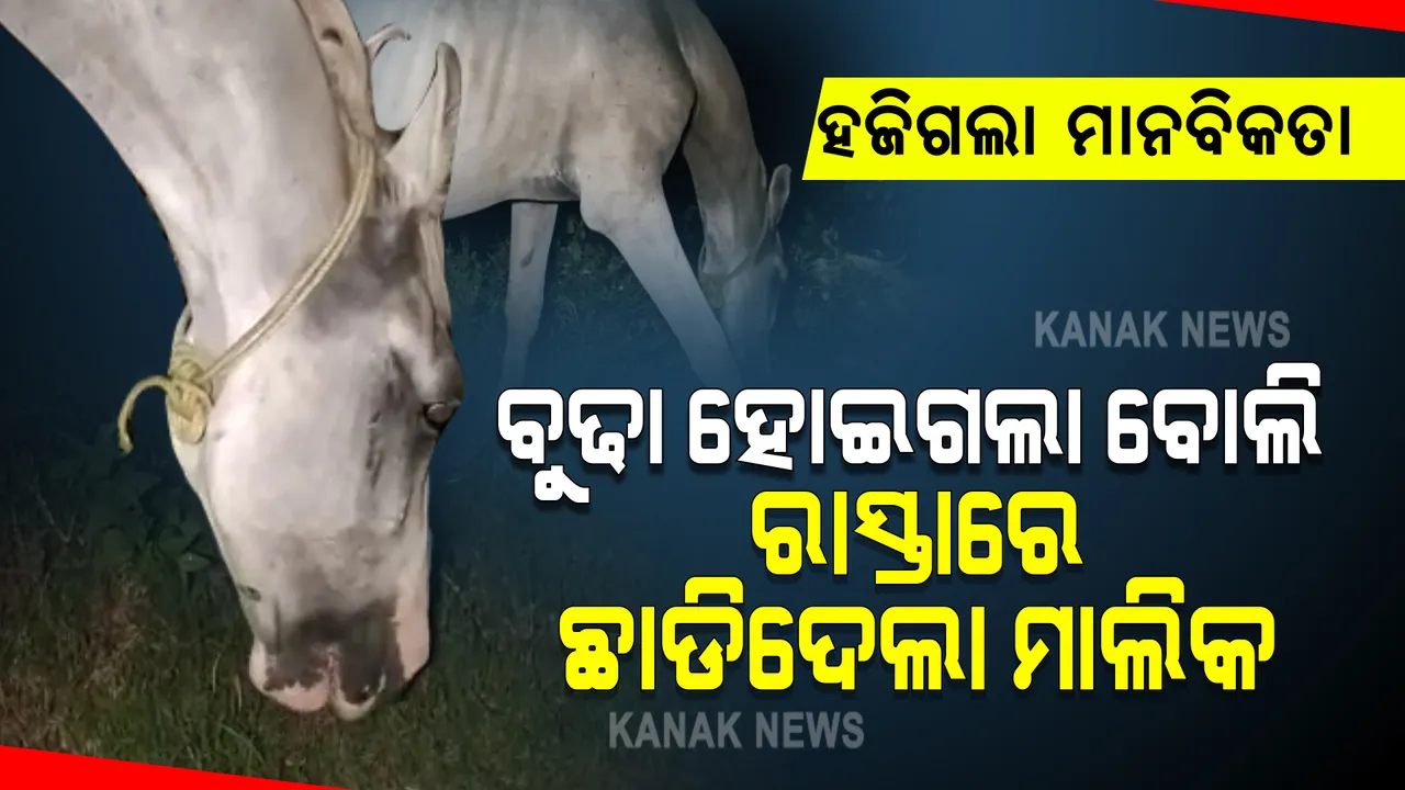  ବୁଢା ହୋଇଗଲା ବୋଲି ରାସ୍ତାରେ ଛାଡିଦେଲା ମାଲିକ