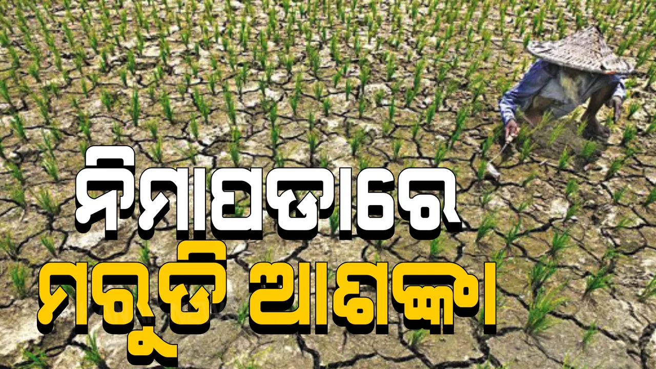  ବର୍ଷା ନାହିଁ, ପାଣି ଅଭାବରୁ ନିମାପଡାରେ ମରୁଡି ଆଶଙ୍କା । ରକ୍ଷଣା ବେକ୍ଷଣା ଅଭାବରୁ ପୋତି ହୋଇଗଲାଣି କେନାଲ ।