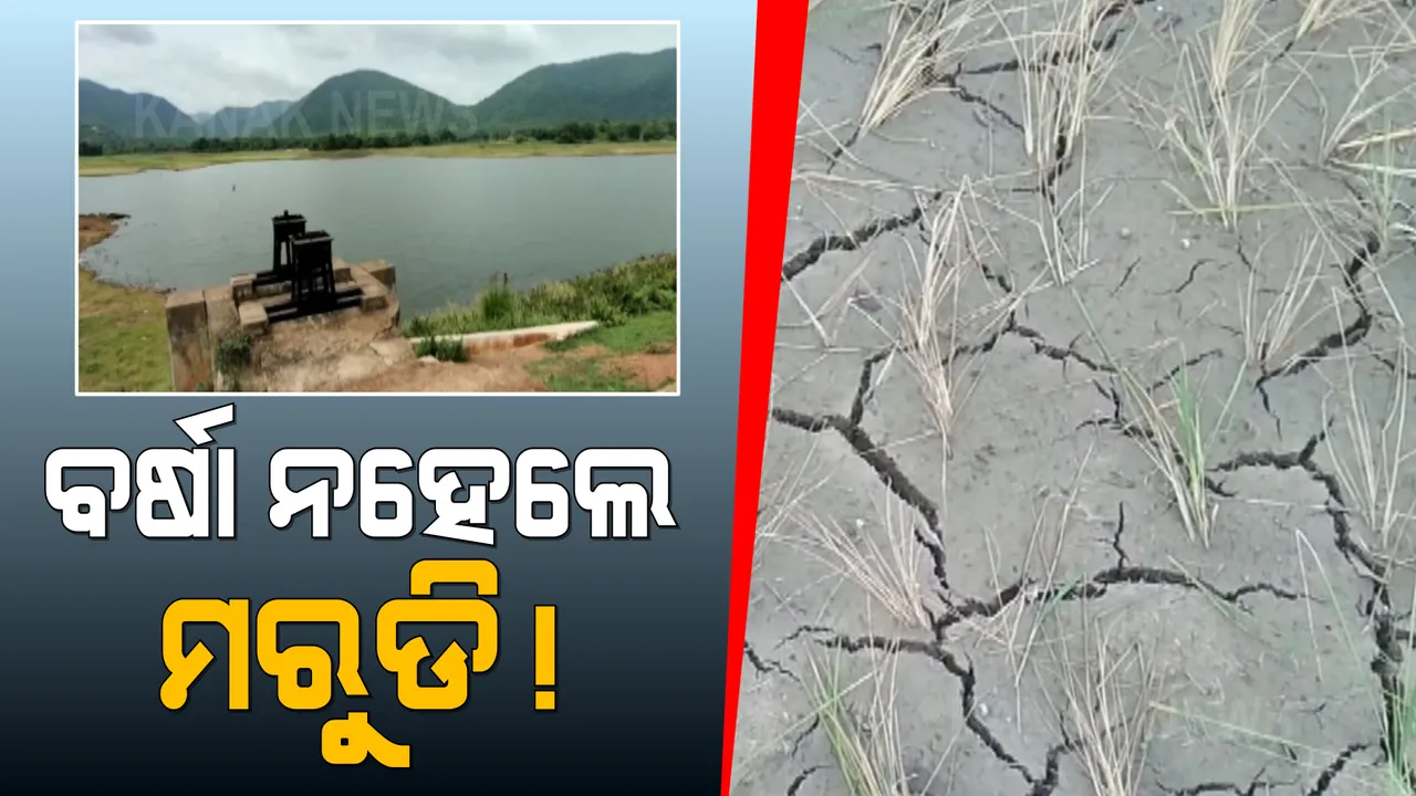  ବର୍ଷା ଅଭାବରୁ ଫାଟି ଗଲାଣି ଚାଷ ଜମି । ଓଡିଶାର ଭାତହାଣ୍ଡି କୁହାଯାଉଥିବା ବରଗଡରେ ଚାଷୀଙ୍କୁ ଘାରି ମରୁଡି ଚିନ୍ତା