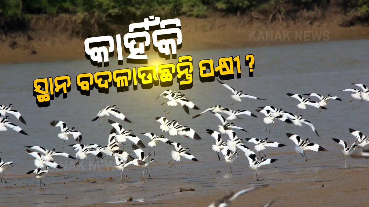  ଭିତରକନିକାରେ ବଢୁଛି ପକ୍ଷୀଙ୍କ ଭିଡ । ଦେଶୀୟ ପକ୍ଷୀଙ୍କ କାକଳିରେ କୋଳାହଳମୟ ହୋଇଉଠୁଛି ବିଶ୍ୱପ୍ରସିଦ୍ଧ ଜାତୀୟ ଉଦ୍ୟାନ ।
