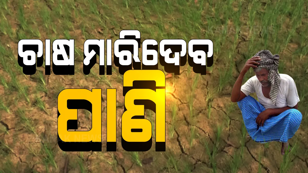  ଆସନ୍ନ ମରୁଡି ଆଡକୁ ମୁହାଁଇଛି ରାଜ୍ୟର ଅନେକ ଜିଲ୍ଲା । ବିଭିନ୍ନ ସ୍ଥାନରୁ ଆସିଲା ଶୁଖିଲା ଧାନ ବିଲର ବିକଳ ଚିତ୍ର, ବର୍ଷାର ଦେଖାନଥିବା ବେଳେ କାମରେ ଆସୁନି ଜଳସେଚନ ପ୍ରକଳ୍ପ ।