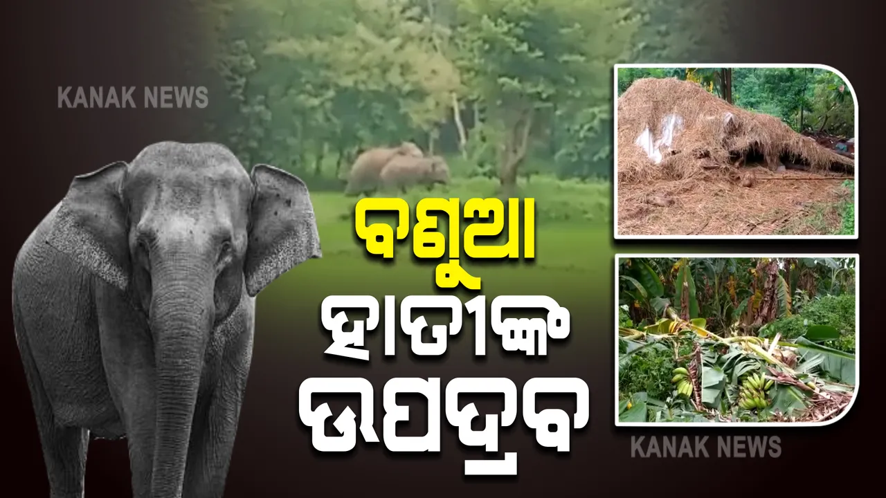  ବରଗଡ଼ ପଦ୍ମପୁର ଅଂଚଳରେ ହାତୀ ଆତଙ୍କ : ଘର ଭାଙ୍ଗିବା ସହ ପନିପରିବା ଚାଷ ନଷ୍ଟ କରଛନ୍ତି ଦୁଇଟି ବଣୁଆ ହାତୀ