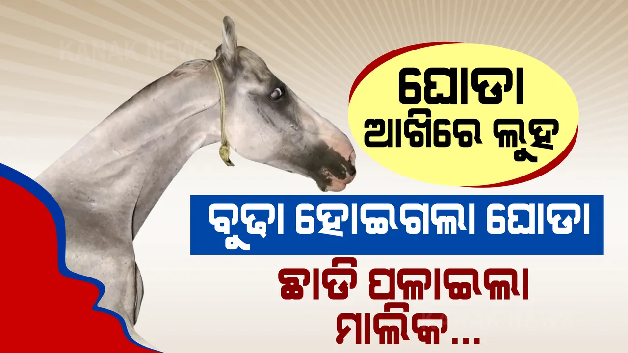  ଘୋଡା ବୁଢା ହେବା ପରେ ରାସ୍ତାରେ ଛାଡି ପଳାଇଲା ସ୍ୱାର୍ଥପର ମାଲିକ । ଦିନେ ଘୋଡାରୁ ରୋଜଗାର କରୁଥିଲା, ଆଜି ବଳ ଗଲା ପରେ ବିଦା କରିଦେଲା ।