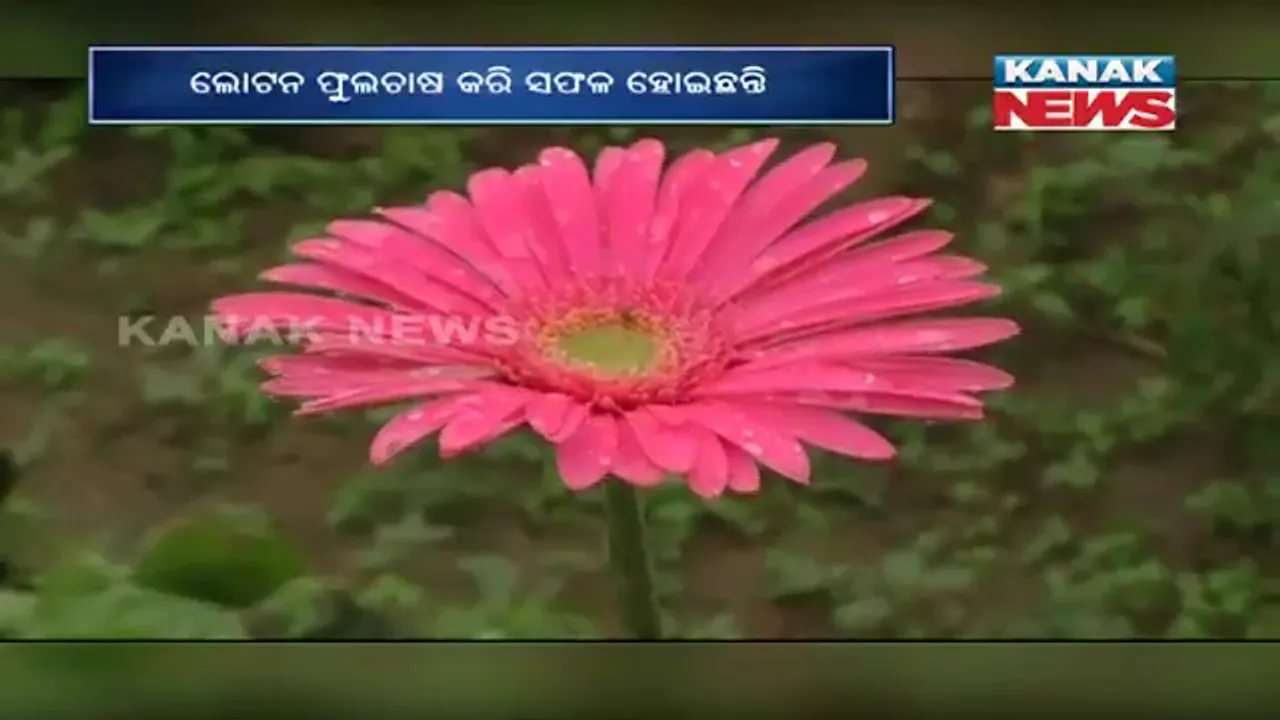  ଝାରସୁଗୁଡ଼ା ଲଖନପୁର ବ୍ଲକର ସଫଳ ଯୁବ ଚାଷୀ ଲୋଟନ । ଫୁଲଚାଷ କରି ହୋଇପାରିଛନ୍ତି ସଫଳ