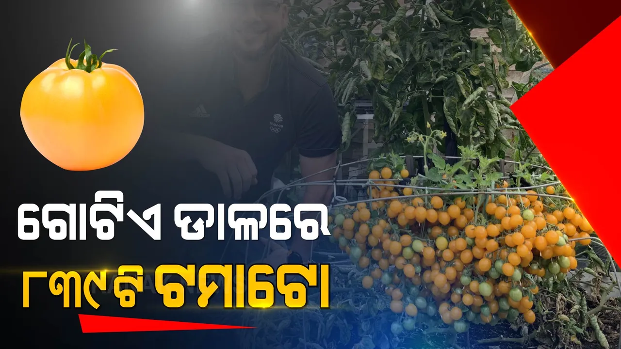 ଗଛର ଗୋଟିଏ ଡାଳରେ ଫଳିଲା ୮୩୯ଟି ଟମାଟୋ । ଜାଣନ୍ତୁ ଏମିତି କରି କିଏ ରଚିଲେ ବିଶ୍ୱରେକର୍ଡ ।