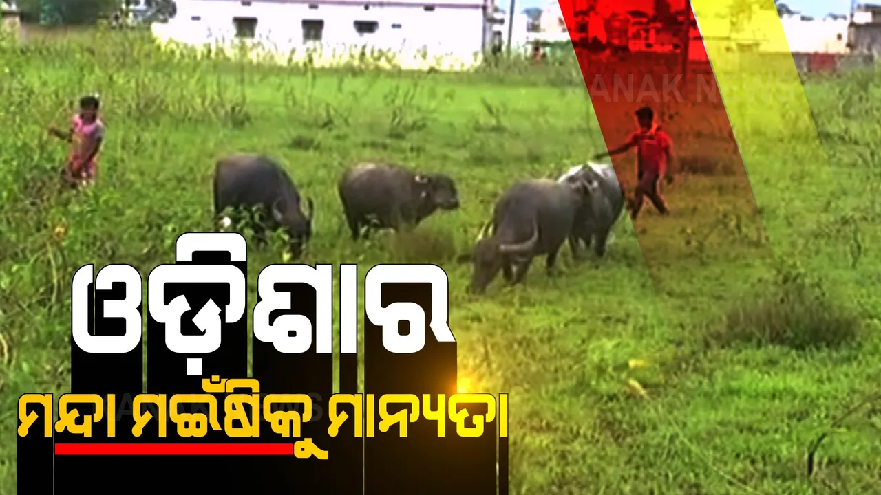  ଓଡ଼ିଶାର ମନ୍ଦା ମଇଁଷିକୁ ମିଳିଲା ଜାତୀୟ ମାନ୍ୟତା । ୧୯ତମ ପ୍ରଜାତି ଭାବେ ହେଲା ଘୋଷଣା