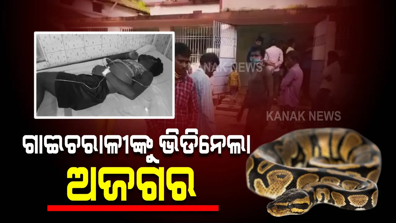  ଗାଈଚରାଳୀଙ୍କୁ ଭିଡିନେଲା ଅଜଗର, ଅଳ୍ପକେ ବର୍ତ୍ତିଲେ ଯୁବକ । ବଖାଣିଲେ ଅଜଗର ସହ ସଂଘର୍ଷର କଥା