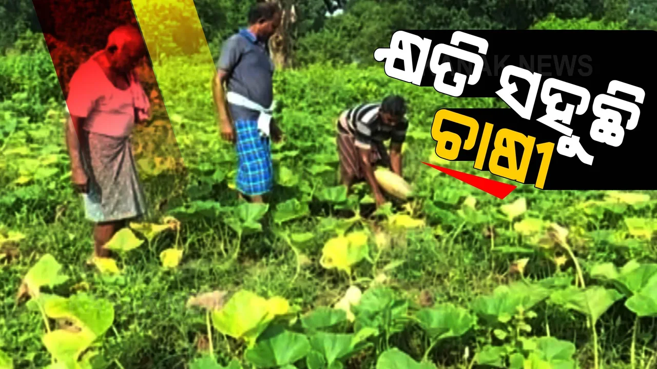 ଚାଷ କରୁଛି ଚାଷୀ, ଲାଭ ଖାଉଛନ୍ତି ବ୍ୟବସାୟୀ: ଅଭାବୀ ବିକ୍ରିର ଶିକାର ହେଉଛନ୍ତି ଚାଷୀ 