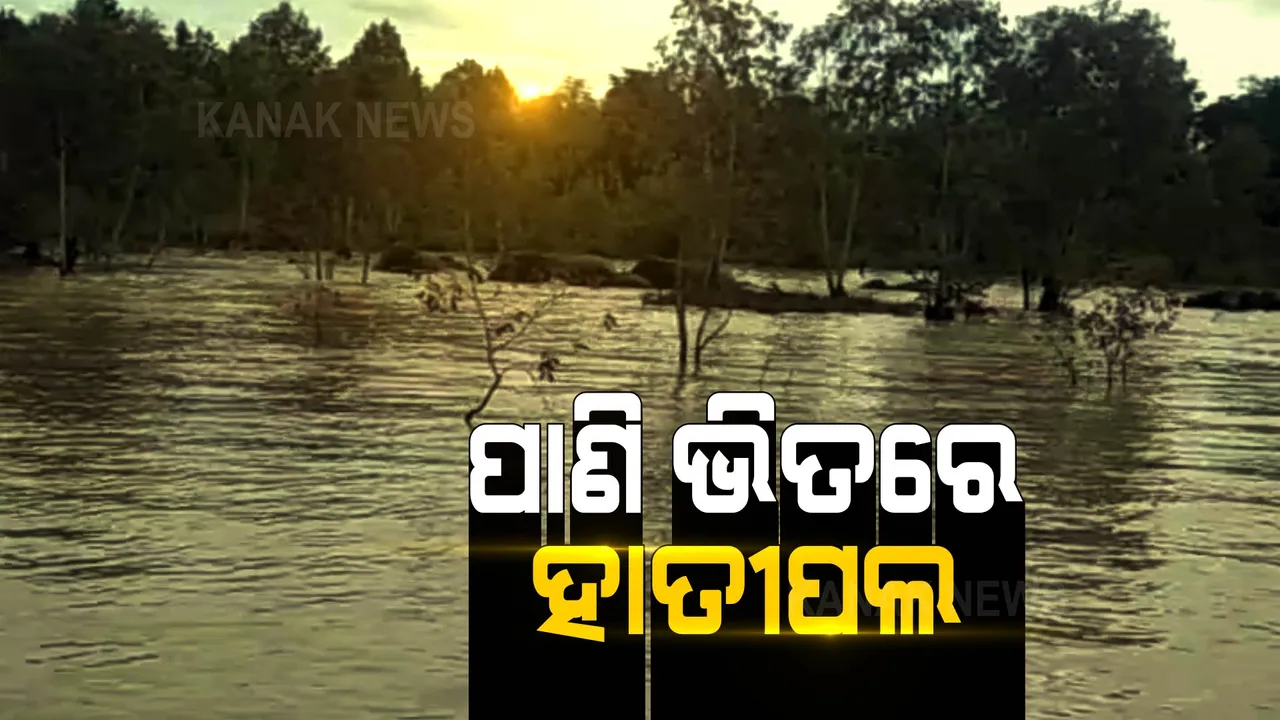  ପାଣି ଭିତରେ ହାତୀପଲଙ୍କ ଜଳକ୍ରୀଡା ।