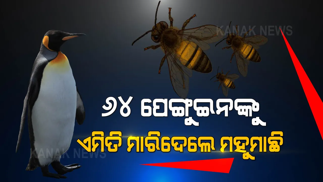  ମହୁମାଛିଙ୍କ ଆକ୍ରମଣରେ ୬୪ ପେଙ୍ଗୁଇନ ମୃତ, କାରଣ ଜାଣି ବୈଜ୍ଞାନିକ ବି ଚକିତ