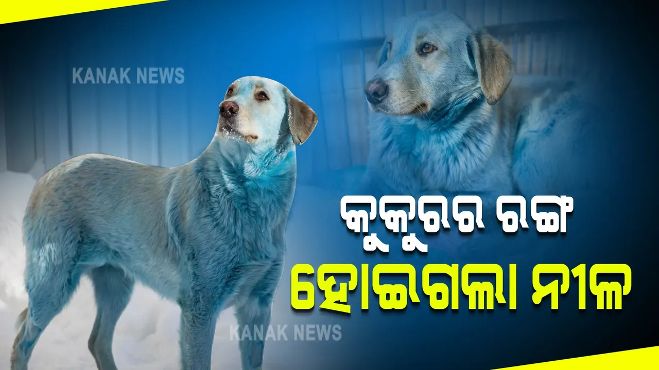  ଅଚାନକ କୁକୁରର ରଙ୍ଗ ହୋଇଗଲା ନୀଳ । ୪ ବର୍ଷ ପୂର୍ବେ ଭାରତରେ ବି ଘଟିଛି ଏଭଳି ଘଟଣା, ଜାଣନ୍ତୁ ପୂରା କାରଣ କଣ?