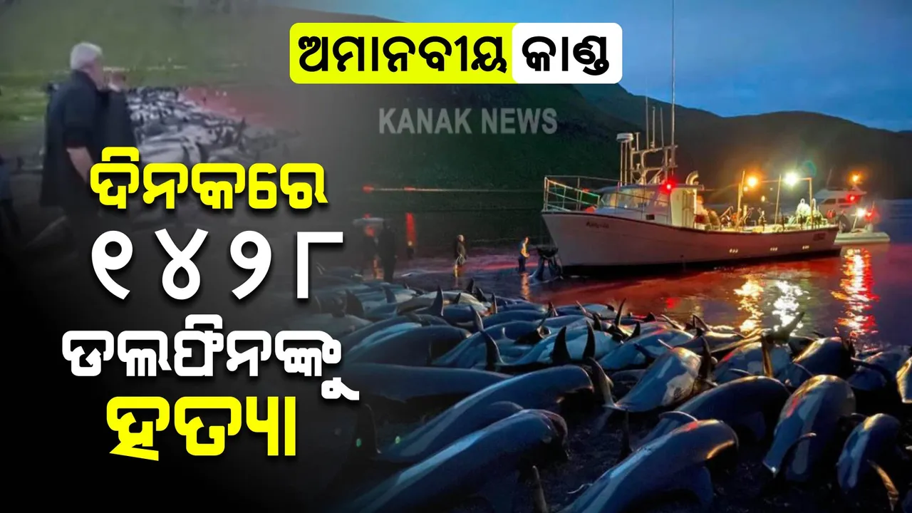  ଦିନକରେ ୧୪୨୮ ଡଲଫିନଙ୍କୁ ହତ୍ୟା, ଅନ୍ତର୍ଜାତୀୟ ସ୍ତରରେ ଆଲୋଡନ