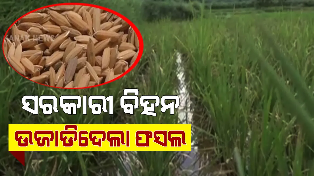  ସରକାରୀ ବିହନ ମାରିଦେଲା ଚାଷ । ତଳି ରୋଇଲା ବେଳେ ଠିକ୍ ଥିଲା, ଥୋଡ ବାହାରିବା ବେଳକୁ ପୋଡିଗଲା ଧାନଗଛ ପତ୍ର ।