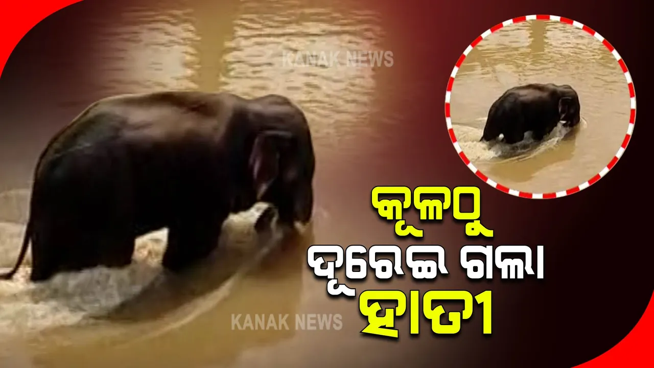  କୂଳ ନିକଟକୁ ଆସି ପୁଣି ପାଣିକୁ ପଳାଇଲା ହାତୀ : ଦୀର୍ଘ ୮ ଘଣ୍ଟା ଧରି ପାଣି ଭିତରେ ଫସି ରହିଛି ହାତୀ
