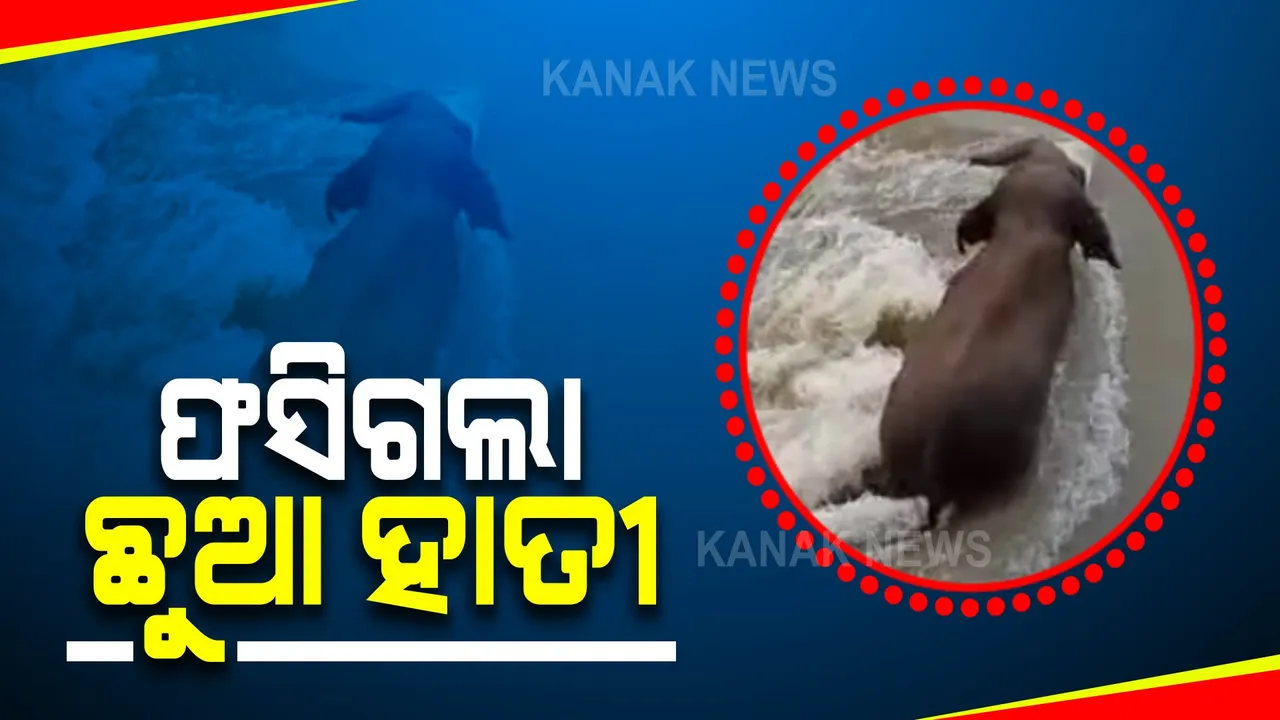  ମୁଣ୍ଡଳି ବ୍ରିଜ୍ ନିକଟରେ ଫସିଗଲା ଛୁଆ ହାତୀ : ଉଦ୍ଧାର ପାଇଁ ଅଗ୍ନିଶମ ବିଭାଗ ସହାୟତରେ ବନ ବିଭାଗର ଉଦ୍ୟମ