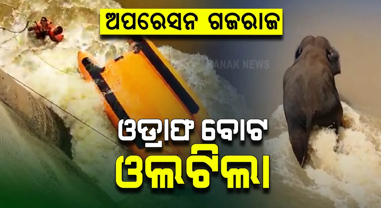  ହାତୀକୁ ଉଦ୍ଧାର କରିବାକୁ ଯାଇ ମହାନଦୀରେ ଓଲଟିଲା ବୋଟ୍, ନଦୀରେ ଫଶି ରହିଛନ୍ତି ଯବାନ ।