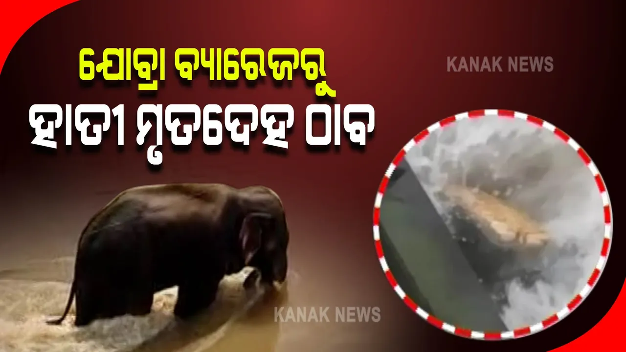  ଯୋବ୍ରା ବ୍ୟାରେଜରୁ ହାତୀ ମୃତଦେହ ଠାବ : ହାତୀକୁ ଉଦ୍ଧାର ପାଇଁ ପ୍ରକ୍ରିୟା ଆରମ୍ଭ