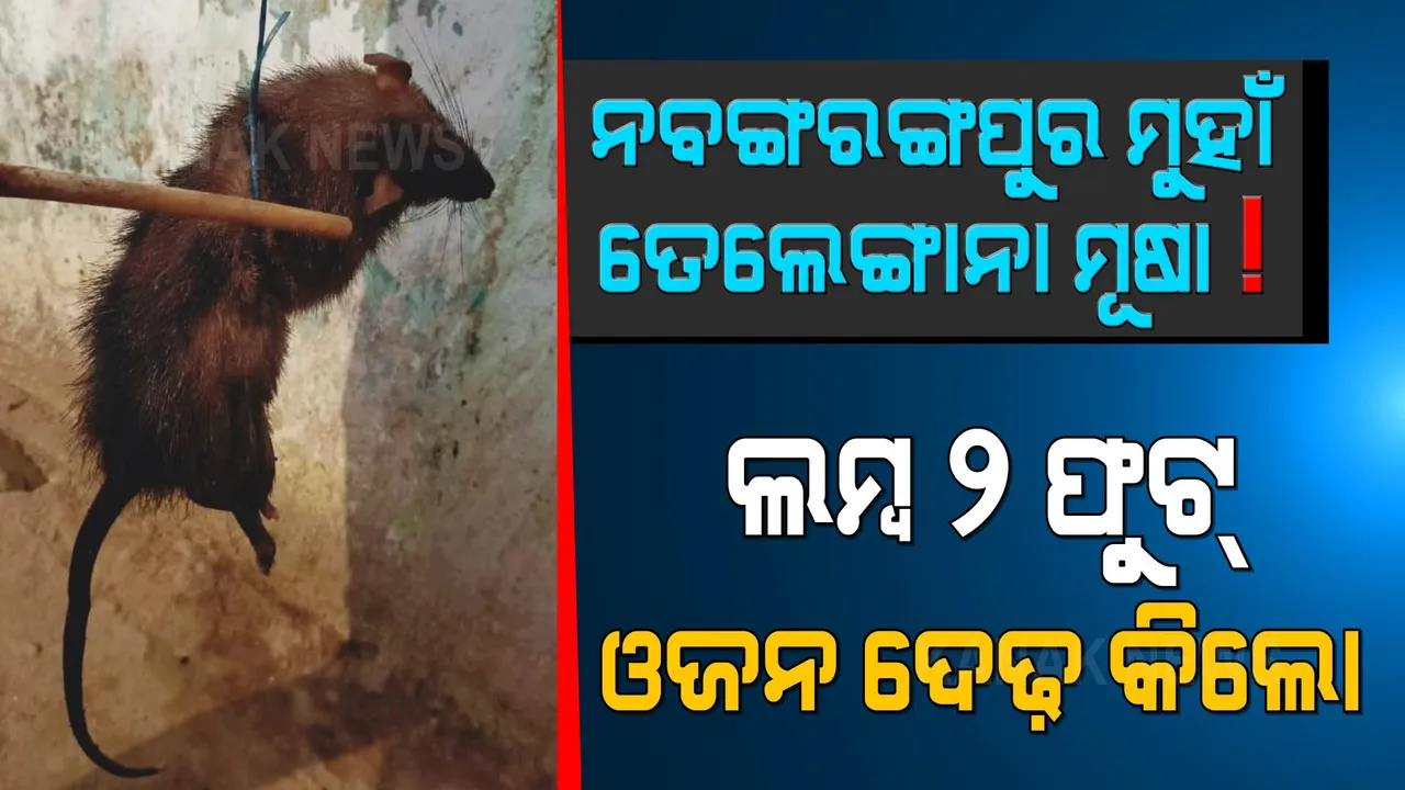  ଓଡ଼ିଶା ମୁହାଁ ତେଲେଙ୍ଗାନା ମୂଷା ! ଲମ୍ବରେ ବିରାଡ଼ିଠୁ ବଡ଼, ଓଜନ ଦେଢ଼ କିଲୋ
