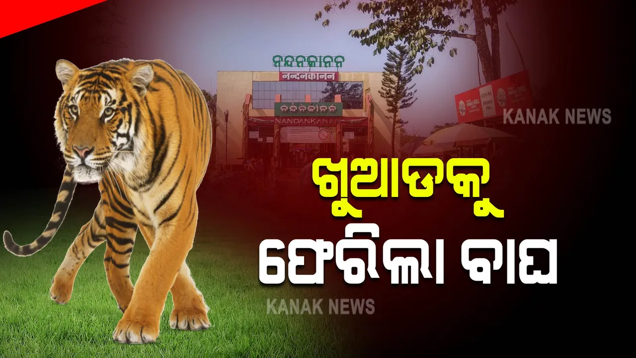  ଖୁଆଡକୁ ଫେରିଲା ବାଘ । ନନ୍ଦନକାନନରେ ଖୁଆଡ ଜାଲି ଭାଙ୍ଗି ବାହାରିଯାଇଥିଲା ବାଘ, ପାଖାପାଖି ୪୫ ମିନିଟ୍ ପରେ ଧରିଲେ କର୍ମଚାରୀ ।
