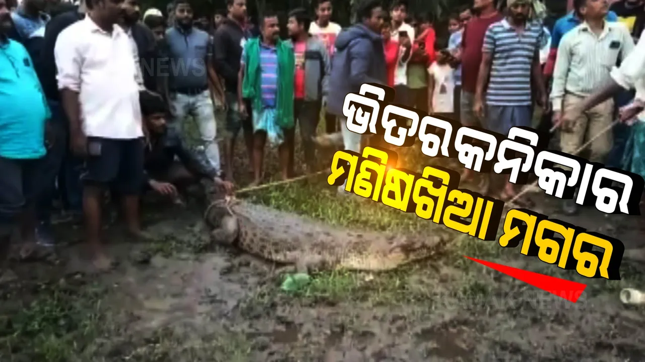  ଭିତରକନିକା ନିକଟରେ କୁମ୍ଭୀର ଆତଙ୍କ: ଭୟଭୀତ କେନ୍ଦ୍ରାପଡାର ନଇକୂଳିଆ ଲୋକ