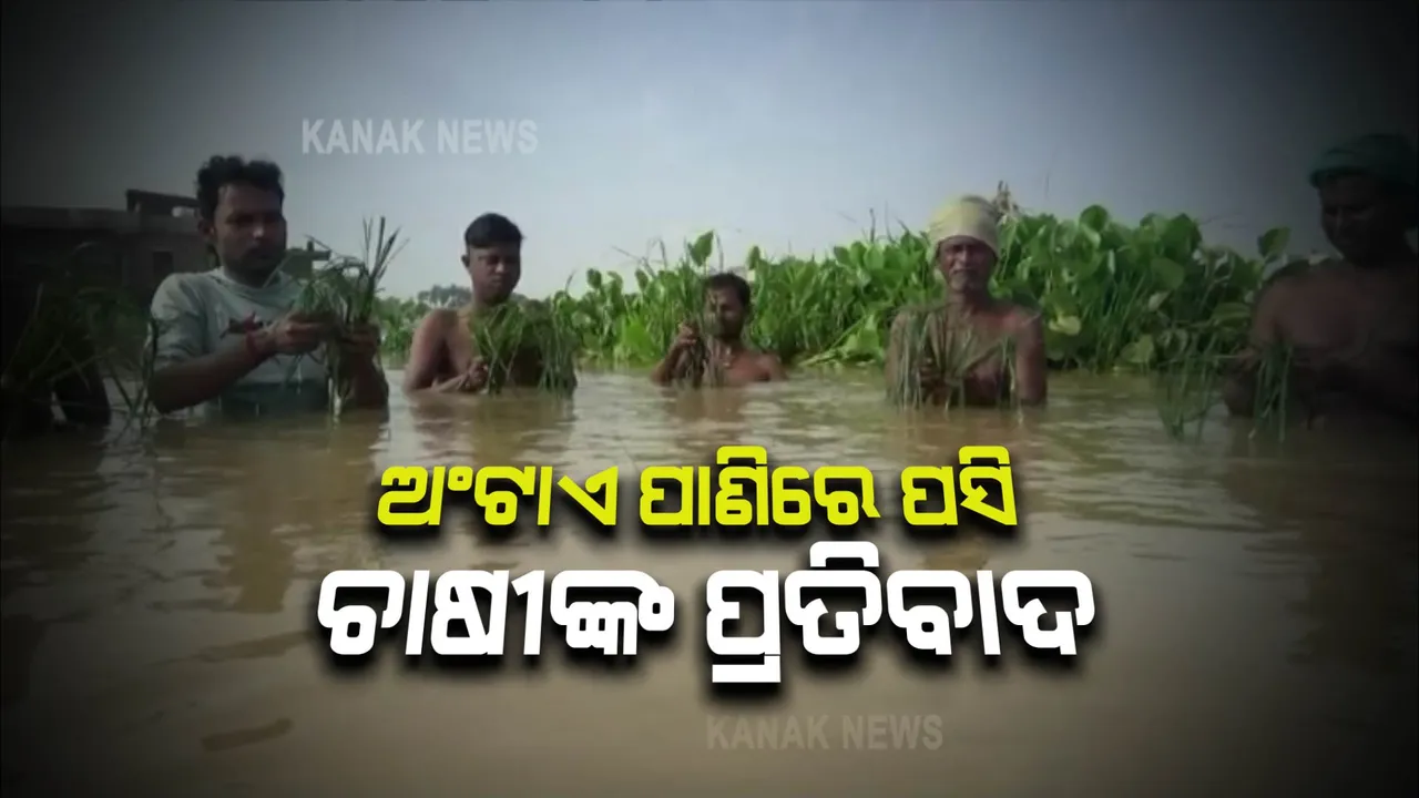  ଲଗାଣ ବର୍ଷା ପରେ ରାଜନଗରରେ ବନ୍ୟା ପରିସ୍ଥିତି : ଚାଷ ଜମିରେ ଅଂଟାଏ ଉଚ୍ଚର ପାଣି