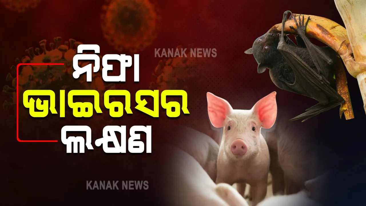  ନିଫା ଭାଇରସର ଲକ୍ଷଣ ଏବଂ ଶରୀରକୁ ଏହି ଭୁତାଣୁ ଆକ୍ରାନ୍ତ କଲେ କେମିତି ରଖିବେ ନିଜର ଧ୍ୟାନ । ଜାଣନ୍ତୁ