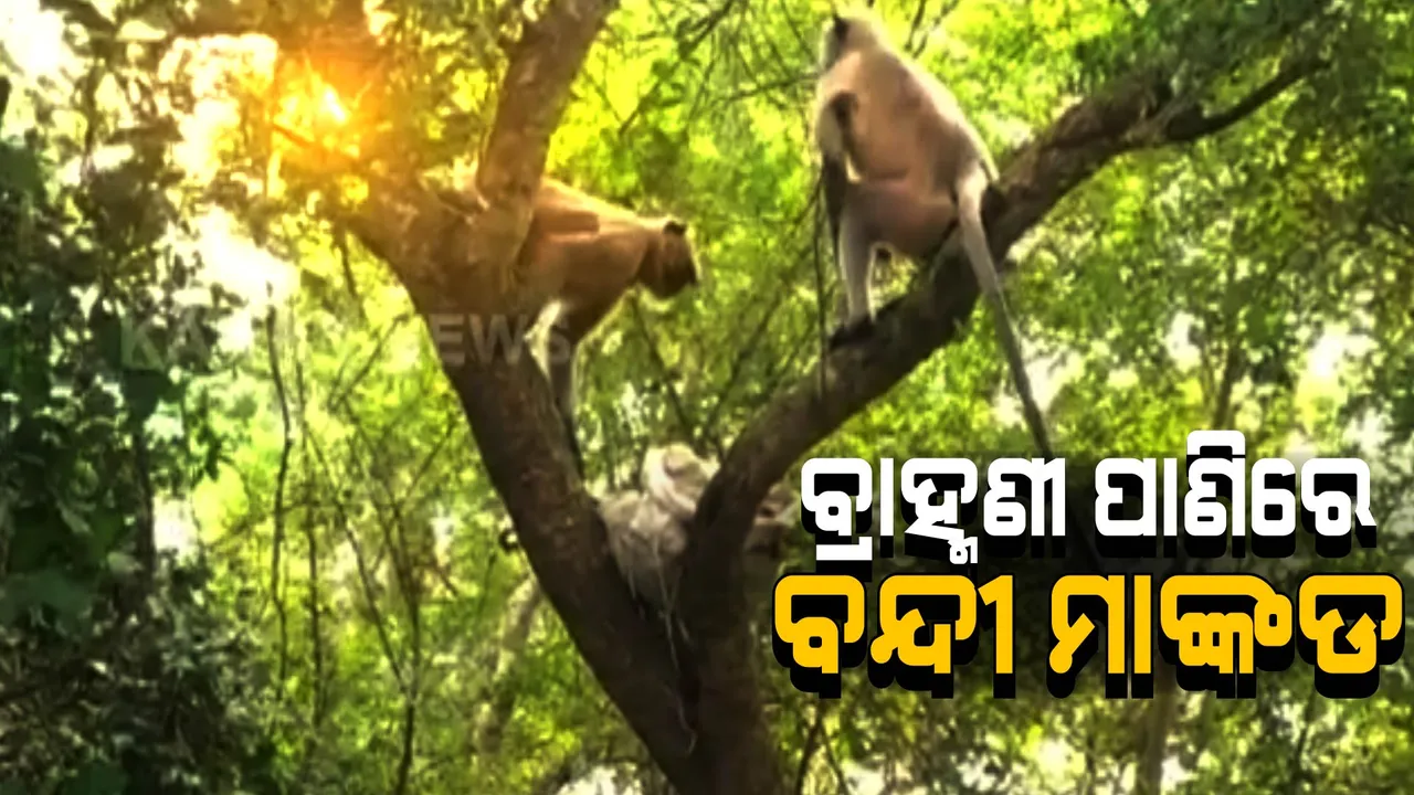  ବ୍ରାହ୍ମଣୀ ପାଣିରେ ବନ୍ଦୀ ହୋଇଗଲେ ମାଙ୍କଡ: ପରିବା ଓ ଫଳ ଖାଇବାକୁ ଦେଲେ ଗାଁଲୋକ