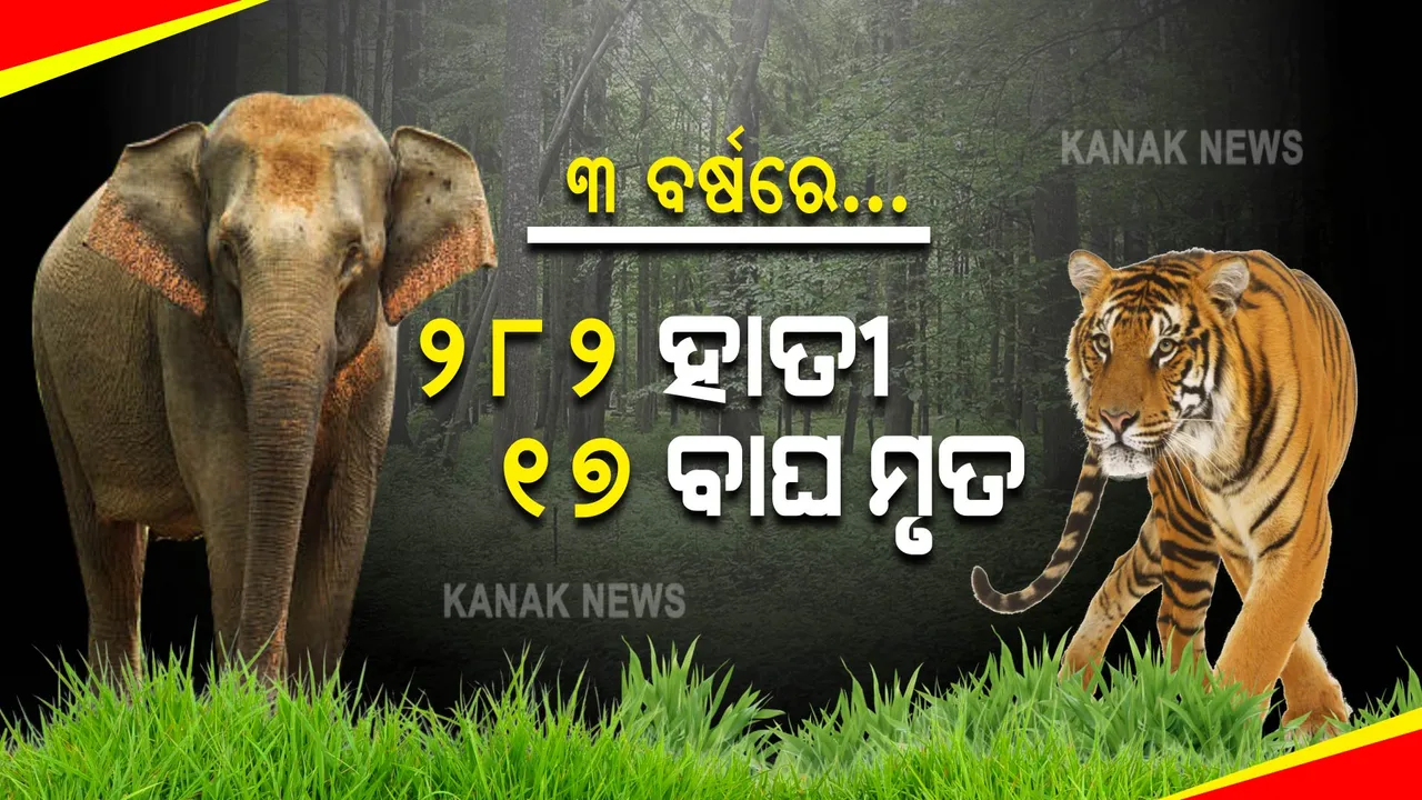  କେମିତି ମଲେ ବାଘ ଓ ହାତୀ? ହିସାବ ଦେଲେ ସରକାର ।