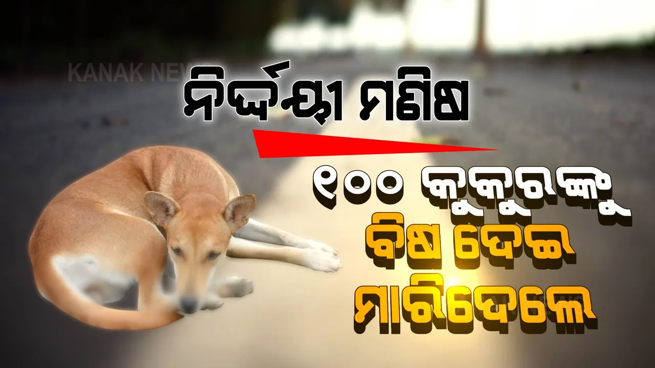 ନିଷ୍ଠୁର ମଣିଷ । ୧୦୦ରୁ ଅଧିକ ବୁଲା କୁକୁରଙ୍କୁ ବିଷ ଦେଇ ମାରିଦେଲେ । 