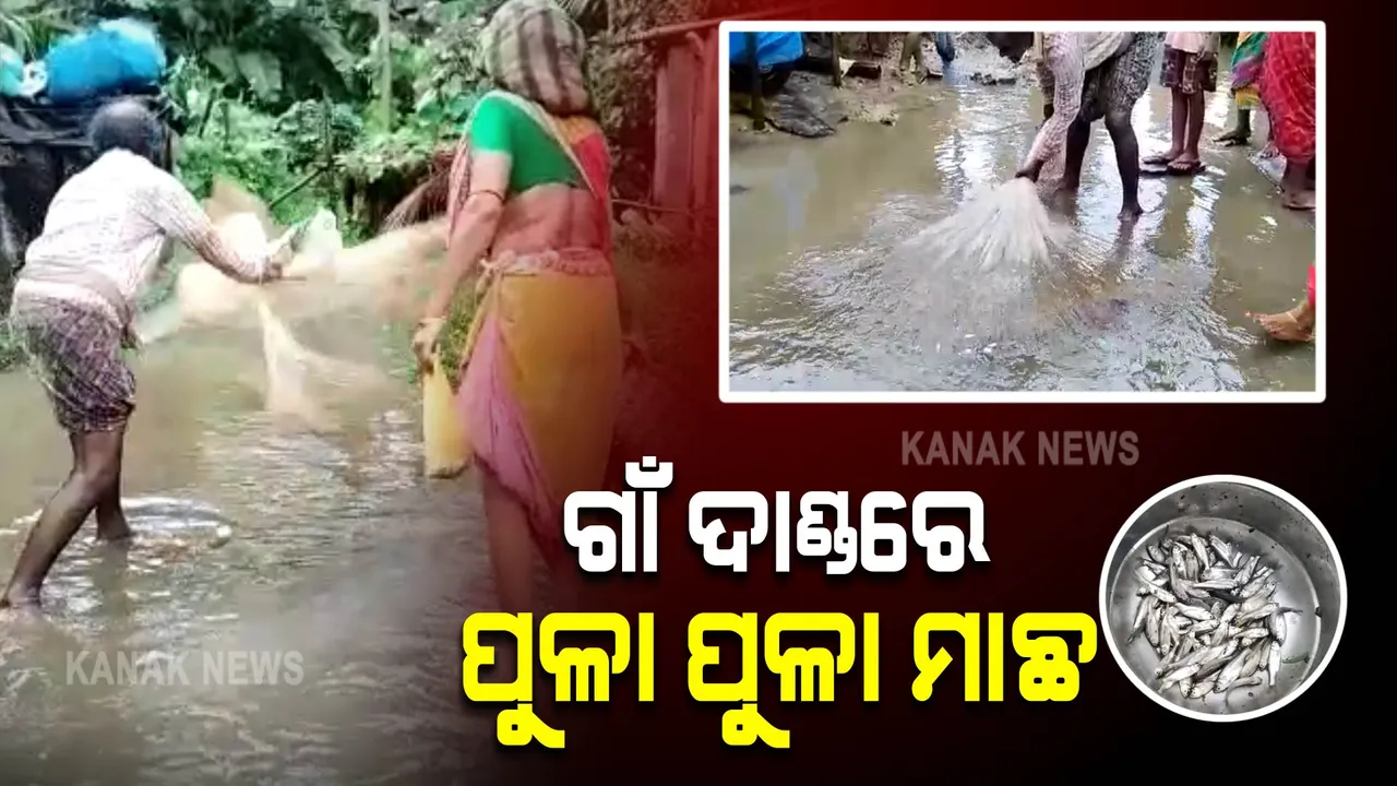  ଗାଁ ଦାଣ୍ଡରେ ପୁଳା ପୁଳା ମାଛ