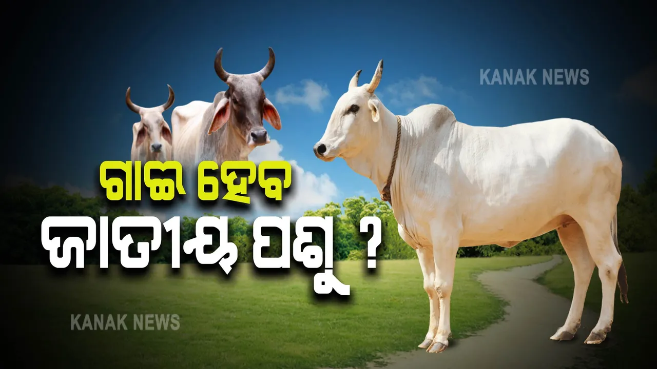  ଗାଈକୁ ଜାତୀୟ ପଶୁର ମାନ୍ୟତା ଦେବାକୁ କହିଲେ ଆହ୍ଲାବାଦ ହାଇକୋର୍ଟ : ଭାରତର ସଂସ୍କୃତି ସହ ଜଡିତ ରହିଥିବାରୁ ମିଳୁ ସାମ୍ବିଧାନିକ ଅଧିକାର