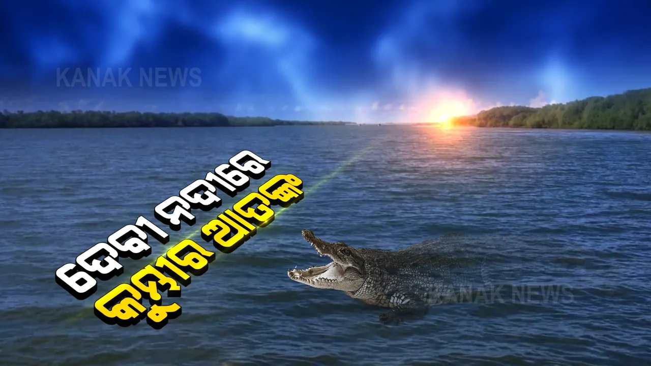  ଦେବୀ ନଦୀରେ କୁମ୍ଭୀର ଆତଙ୍କ: କୁମ୍ଭୀରଙ୍କୁ ଦେଖି ଲୋକେ ଭୟଭୀତ