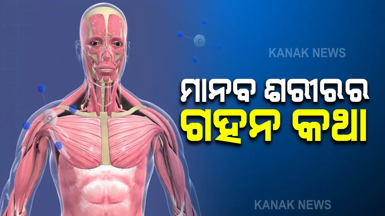  ଦିନରେ କେତେଥର ହୋଇଥାଏ ହୃଦସ୍ପନ୍ଦନ, କେତେ ପରିମାଣର ବାହାରେ ଝାଳ