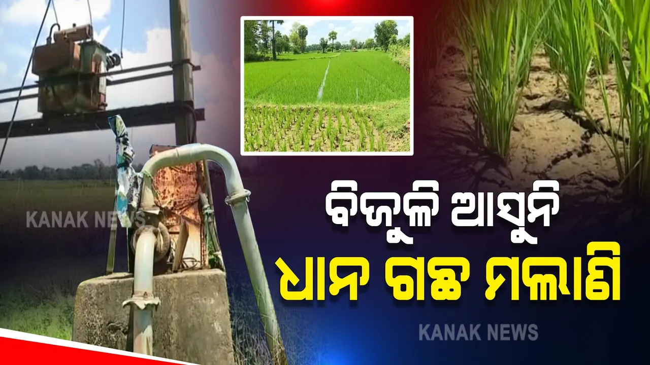  ବିଜୁଳି କାଟିଦେଲା ଟାଟା ପାୱାର, ମରିଗଲାଣି ଧାନ ଗଛ ।