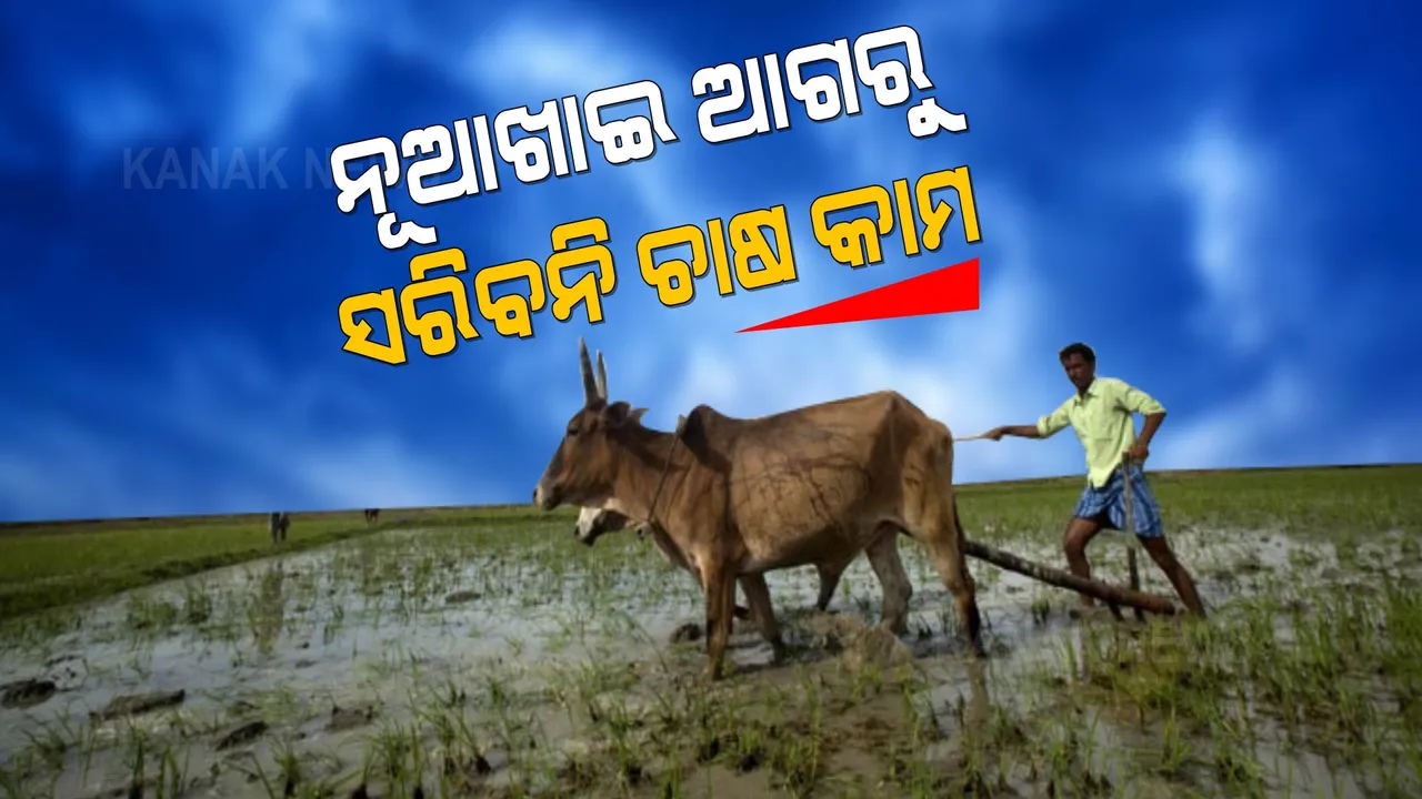  ନୂଆଖାଇ ଆଗରୁ ଝାରସୁଗୁଡାରେ ସରିବନି ଧାନ ଚାଷ, ଚିନ୍ତାରେ ଚାଷୀ