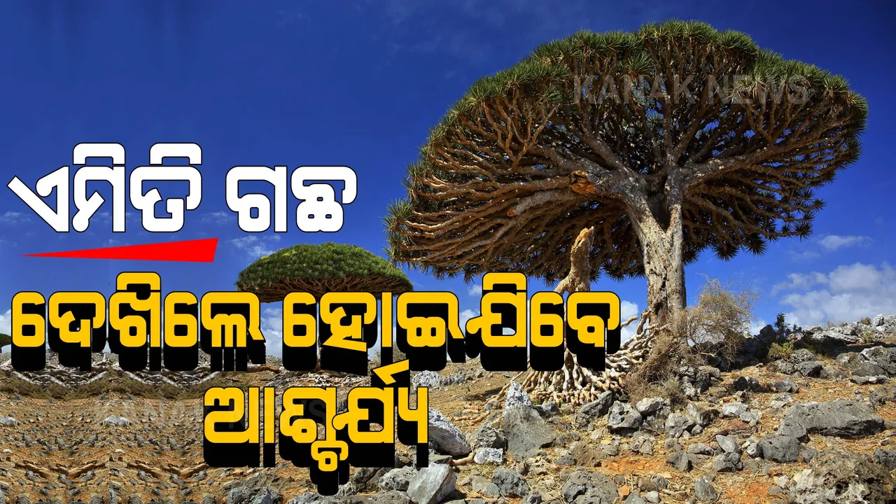  ଦୁନିଆର ସବୁଠାରୁ ବିଚିତ୍ର ଗଛ: ଦେଖିଲେ ହୋଇଯିବେ ଆଶ୍ଚର୍ଯ୍ୟ, ପଢନ୍ତୁ ଏହାର ରହସ୍ୟ