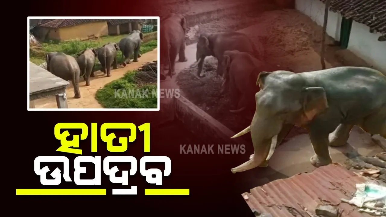  ନବରଙ୍ଗପୁର ସୀମାନ୍ତ ଜଙ୍ଗଲରେ ହାତୀ ଆତଙ୍କ : ଏକର ଏକର ମକା ଫସଲ ନଷ୍ଟ କଲେ ହାତୀ ପଲ