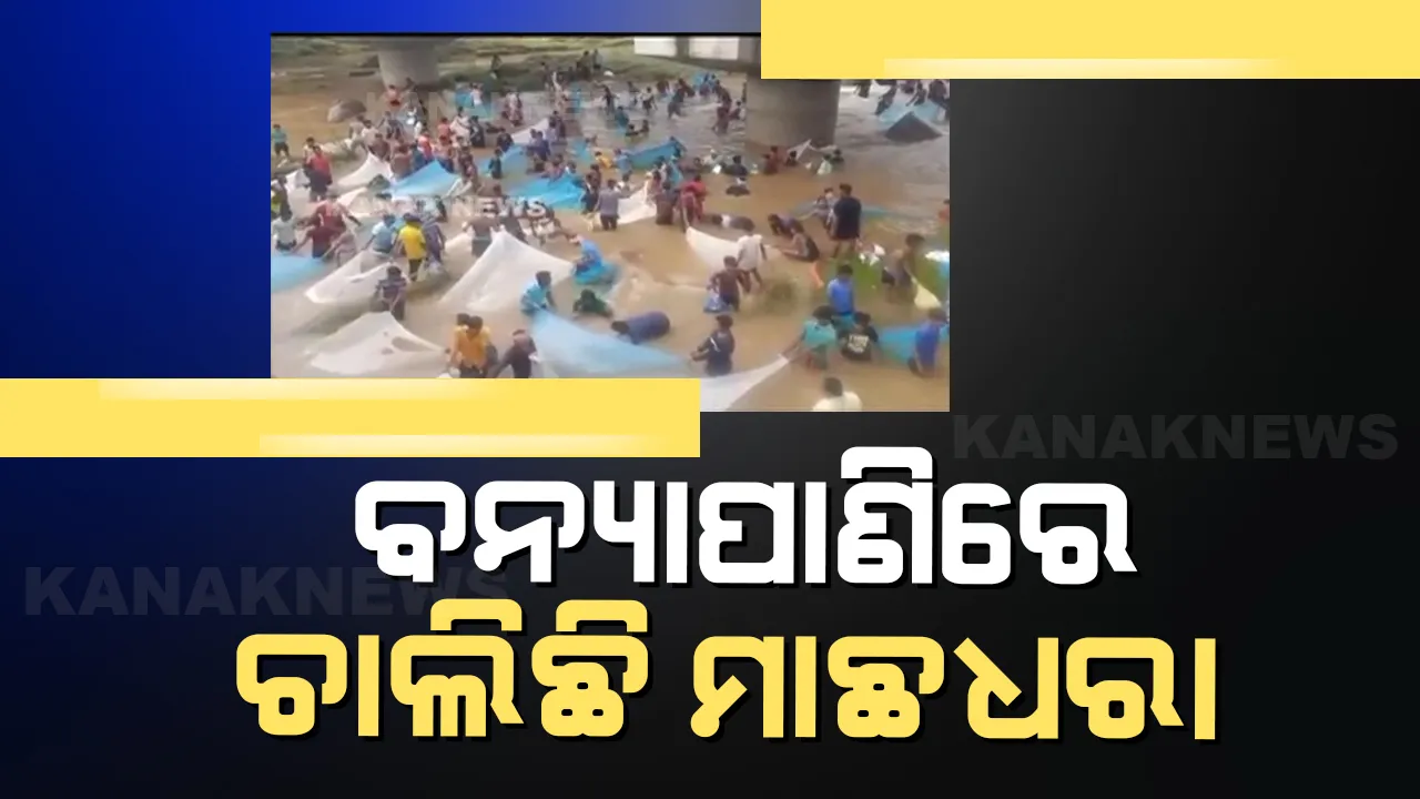  ବନ୍ୟା ପାଣିରେ ମାଛଧରା