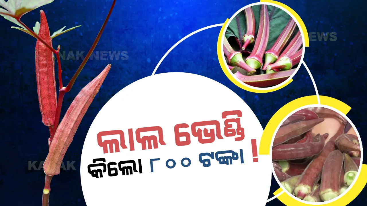  ଭେଣ୍ଡି କିଲୋ ୮୦୦ ଟଙ୍କା, ରଙ୍ଗ ପୂରା ଲାଲ । ରକ୍ତଚାପ, ମଧୁମେହ ରୋଗୀଙ୍କ ପାଇଁ ବେଶ ଉପକାରୀ,  ଜାଣନ୍ତୁ ଏହି ଭେଣ୍ଡିର ଦାମ କାହିଁକି ଅଧିକ? 