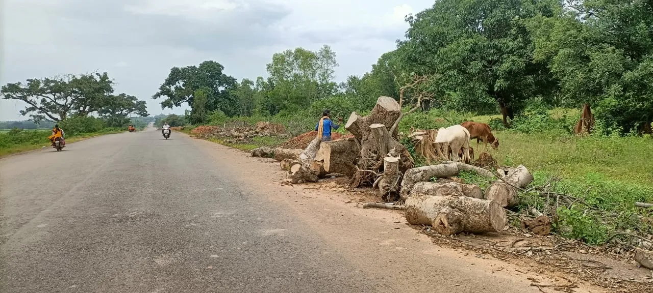  ରାସ୍ତା ପାଇଁ ବଳି ପଡିଲା ୨୭୧୫ ଗଛ, ନୂଆ ଗଛ ଲାଗିବ କେବେ?