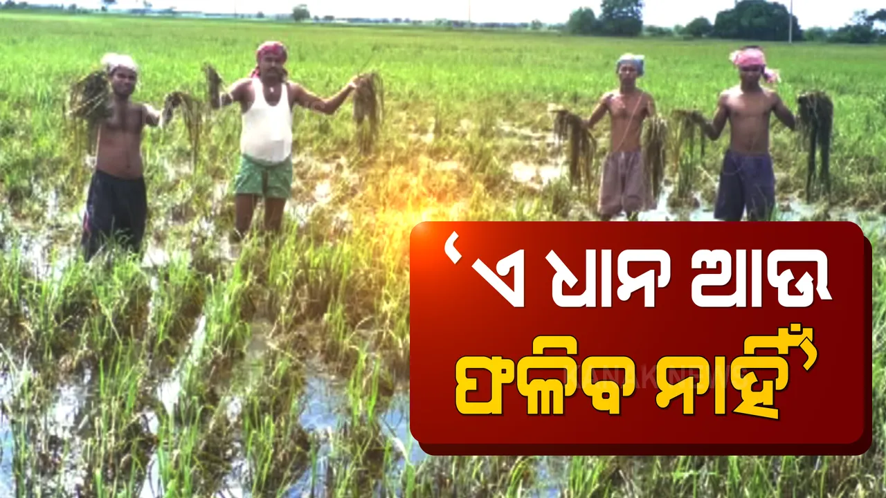  ବନ୍ୟାରେ ଭାସିଗଲା ଚାଷୀଙ୍କ ସ୍ୱପ୍ନ । ପାଣିରେ ପଡି ପଡି ସଢି ଗଲାଣି ଧାନ ଗଛ ।