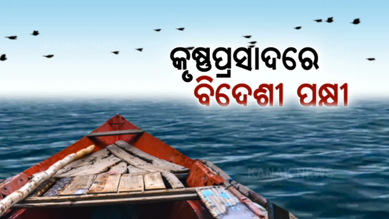  ଚାଲ ଚିଲିକା ଯିବା, ବିଦେଶୀ ପକ୍ଷୀଙ୍କୁ ପାଖରୁ ଦେଖିବା । ଶୀତ ପାଇଁ ଲାଗିଲାଣି ଅତିଥୀଙ୍କ ଭିଡ...