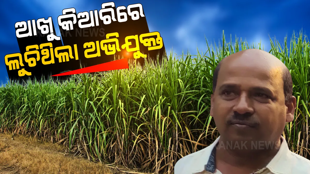 ମମିତା ମେହେର ନିଖୋଜ ଘଟଣା:  ଆଖୁ କିଆରିରେ ଲୁଚିଥିଲା ମୁଖ୍ୟ ଅଭିଯୁକ୍ତ ଗୋବିନ୍ଦ ସାହୁ, ପୋଲିସ କଲା ଗିରଫ  