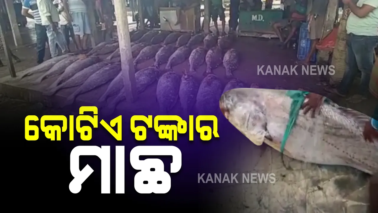  ମାଛ କରିଦେଲା କୋଟିପତି : ଦୀଘା ମୁହାଣରେ ମତ୍ସ୍ୟଜୀବୀଙ୍କ ଜାଲରେ ପଡ଼ିଲା ୩୩ଟି ତେଲିଆ ଭୋଲା ମାଛ
