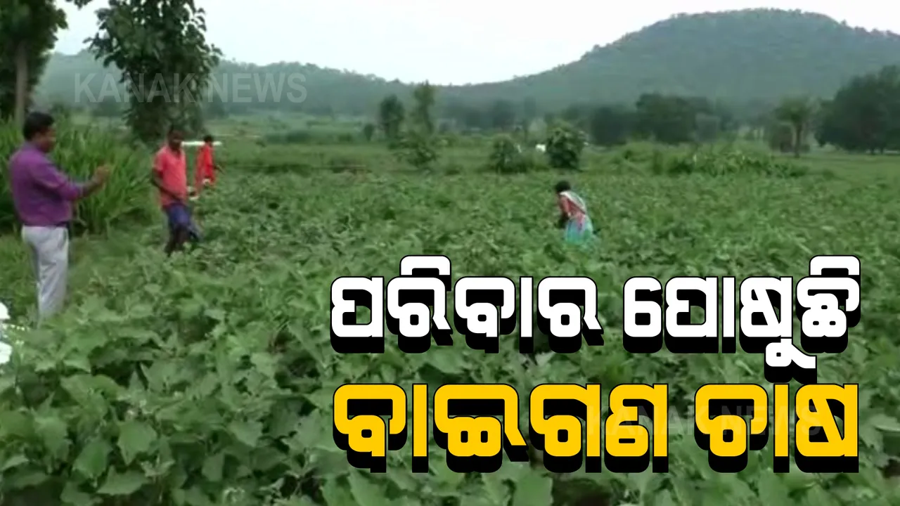  ୪୦ଟି ପରିବାରର ସାହା ସାଜିଛି ବାଇଗଣ ଚାଷ: ବାର୍ଷିକ ୧ଲକ୍ଷରୁ ୩ଲକ୍ଷ ଯାଏଁ ଦେଉଛି ରୋଜଗାର